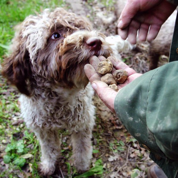 attivita-caccia-tartufo_03